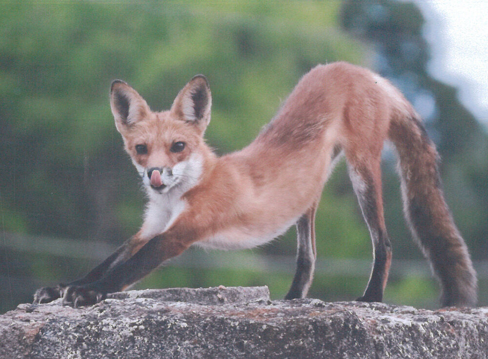Town Fox